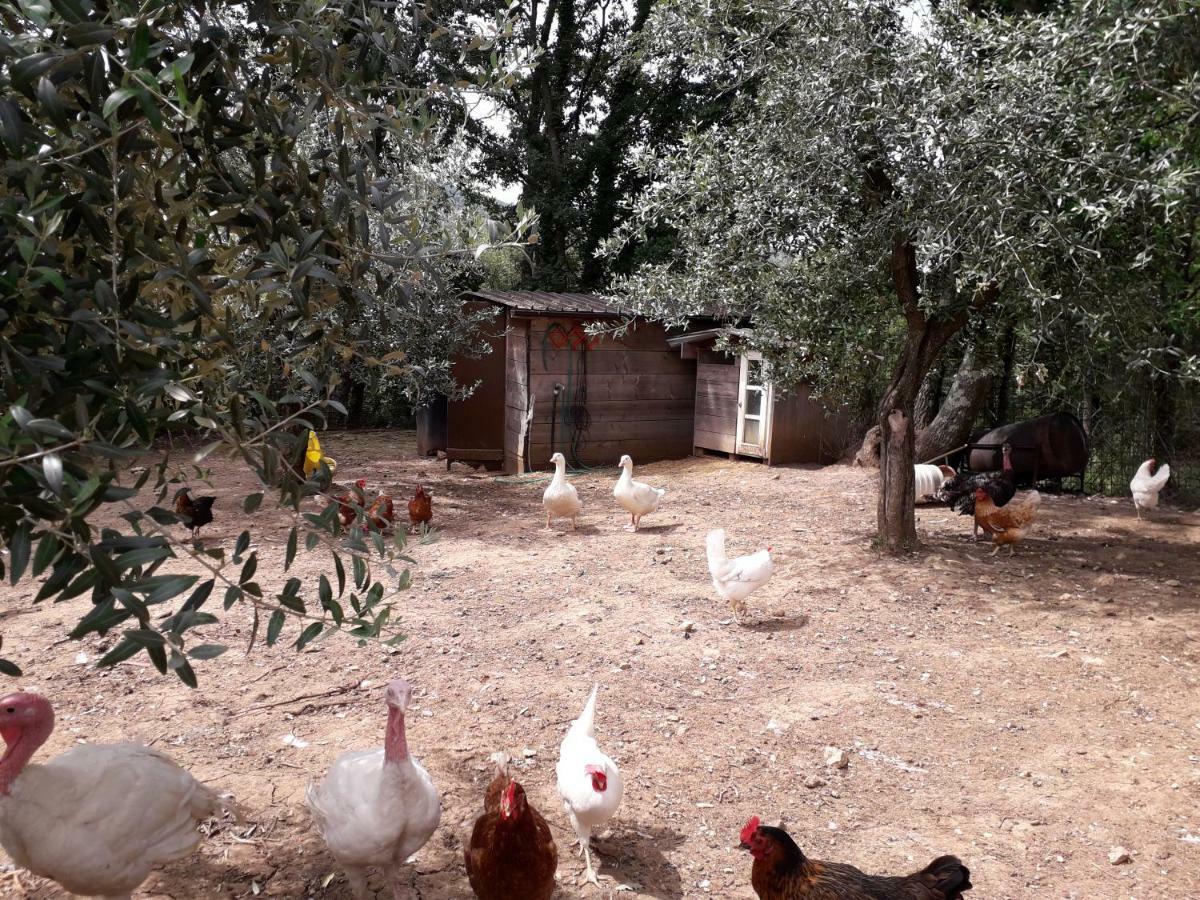 Alle Preci Country House Santa Restituta Dış mekan fotoğraf