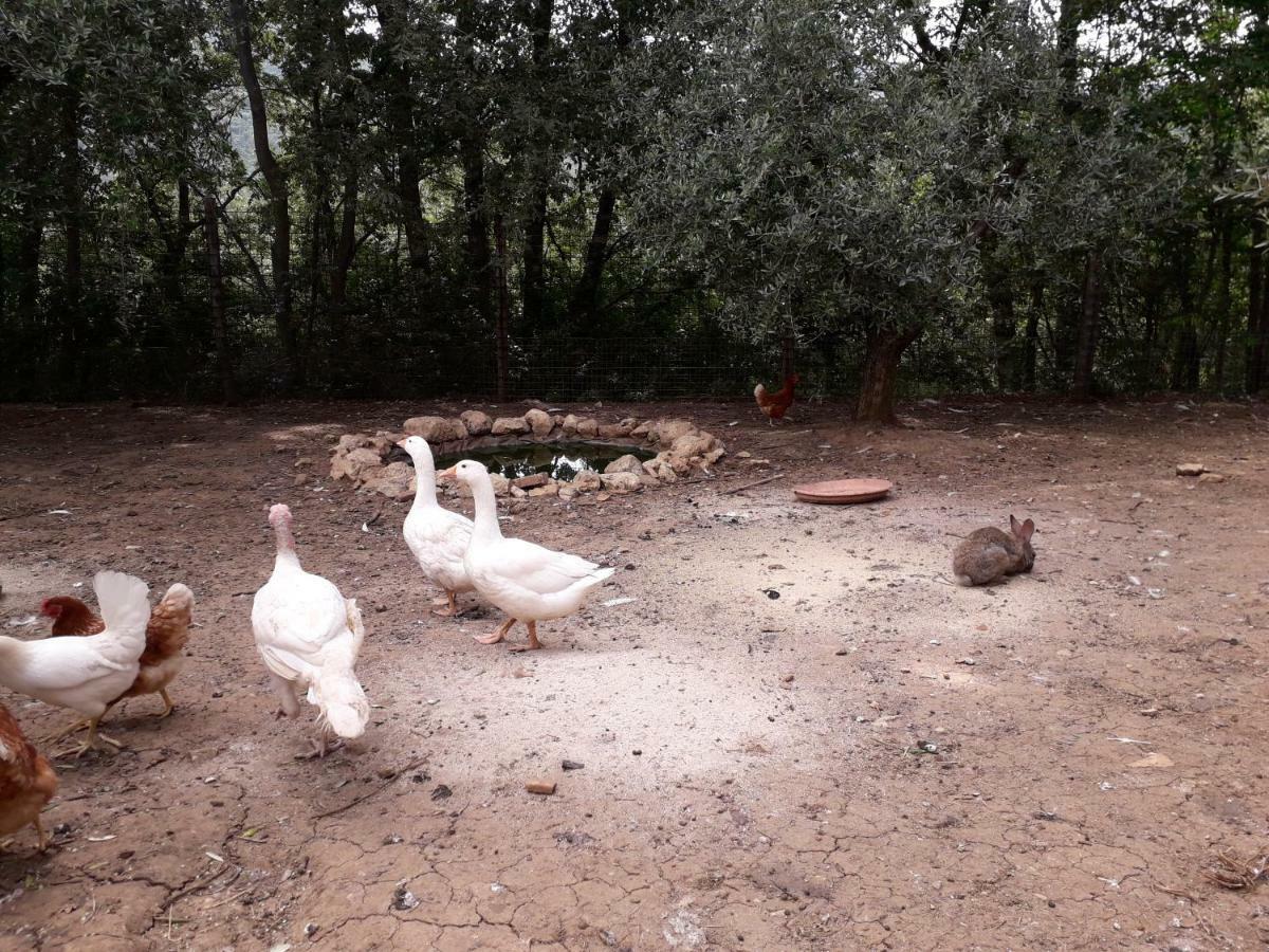 Alle Preci Country House Santa Restituta Dış mekan fotoğraf